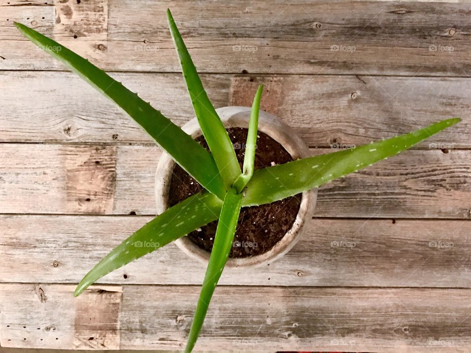 Potted Plant on Wood