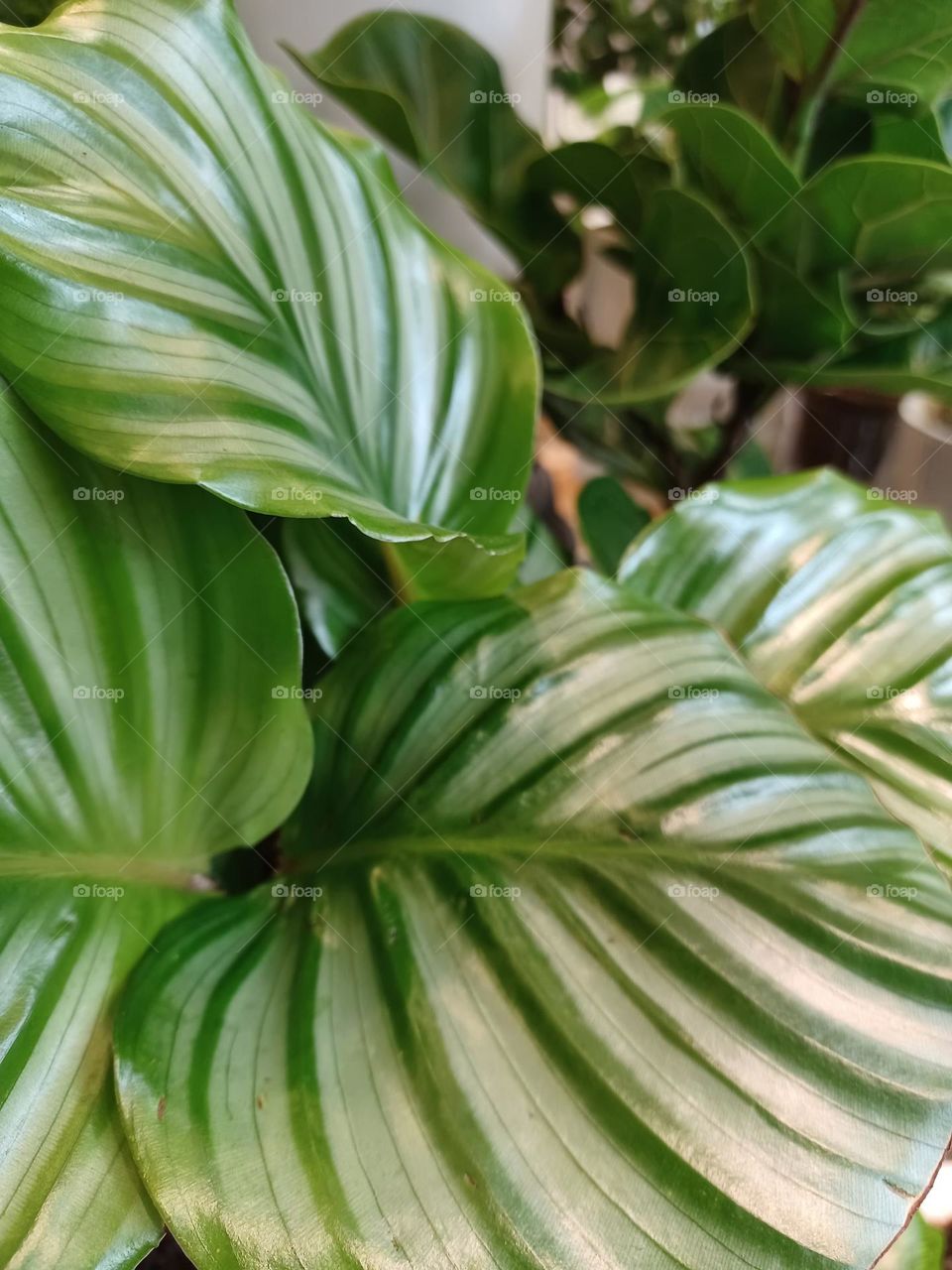 Macro shot of the leaves pattern.