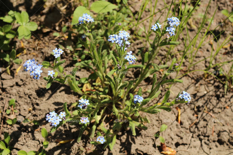 flowers