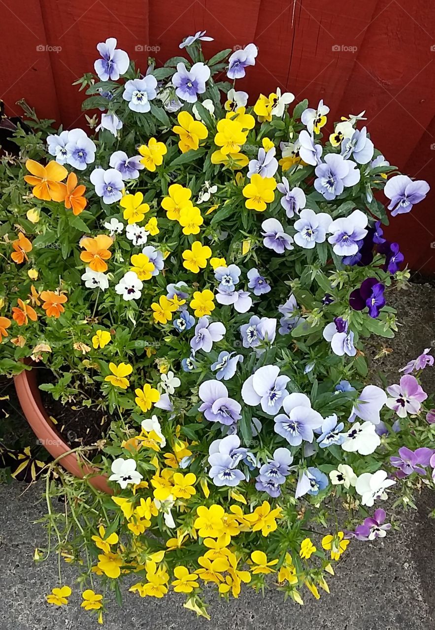 Array of Colours Garden Potted Plant