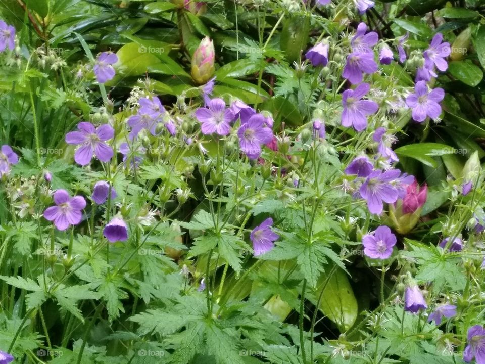 Kurpark in Bad Wildbad