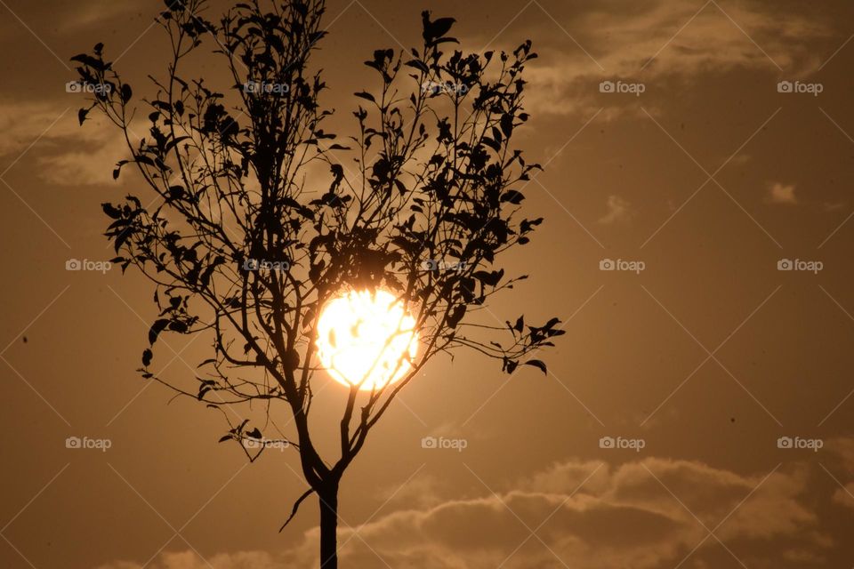 sunset
sun behind the tree
capture lovely movment