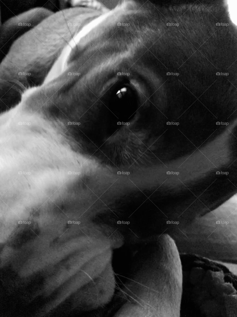 Rescue pitbull playing with a Nerf toy