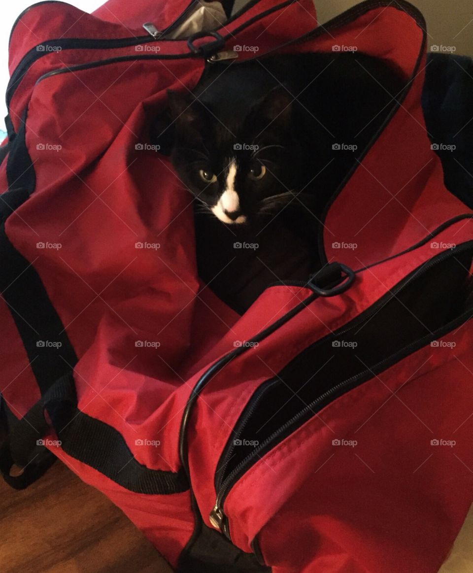 The cat wants to go on vacation too!