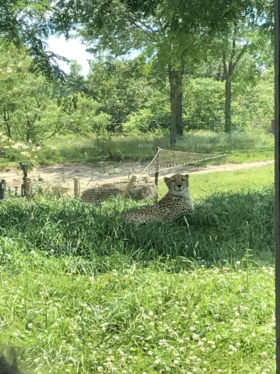 Cheetah 
