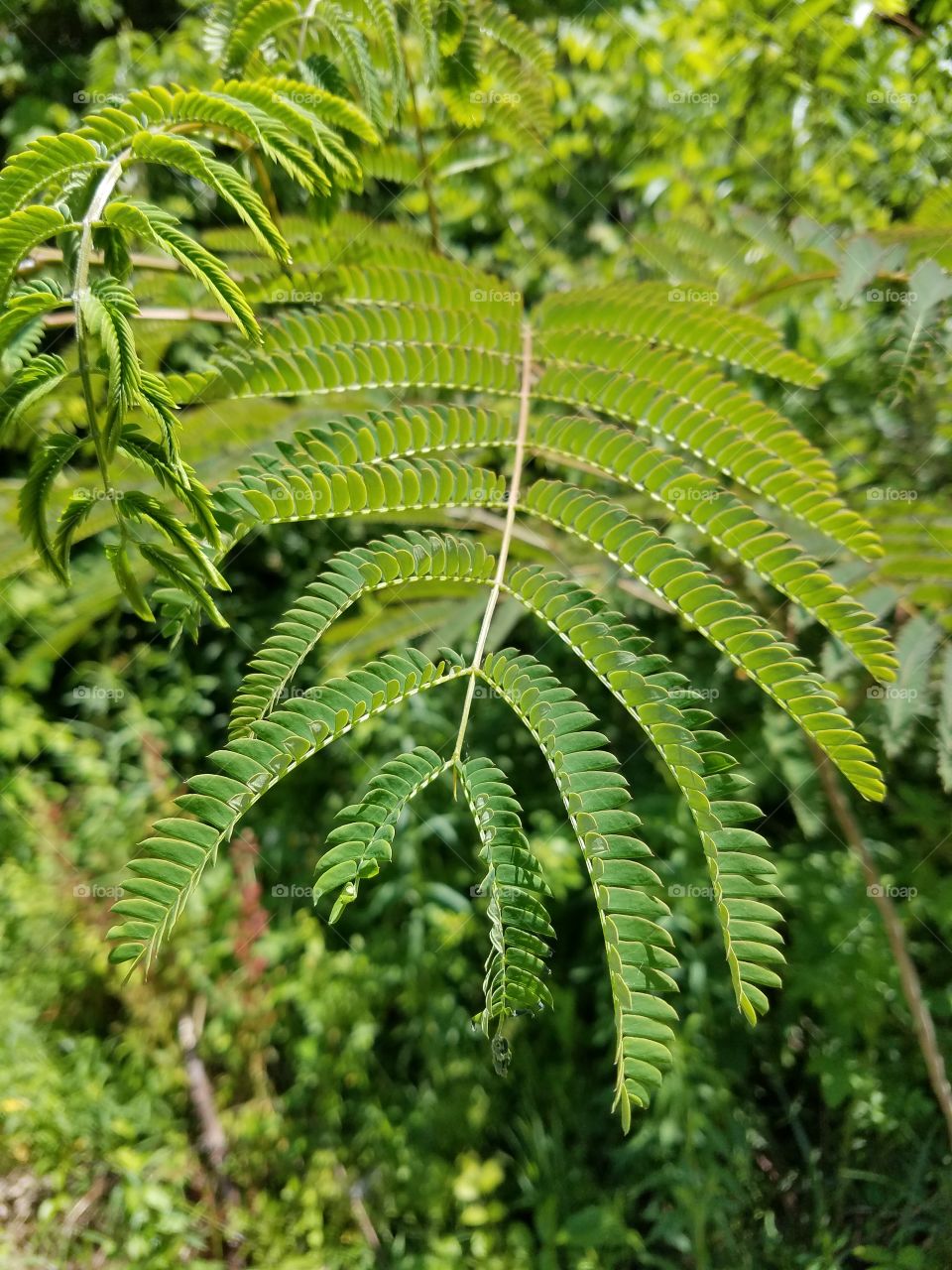 mimosa leaf