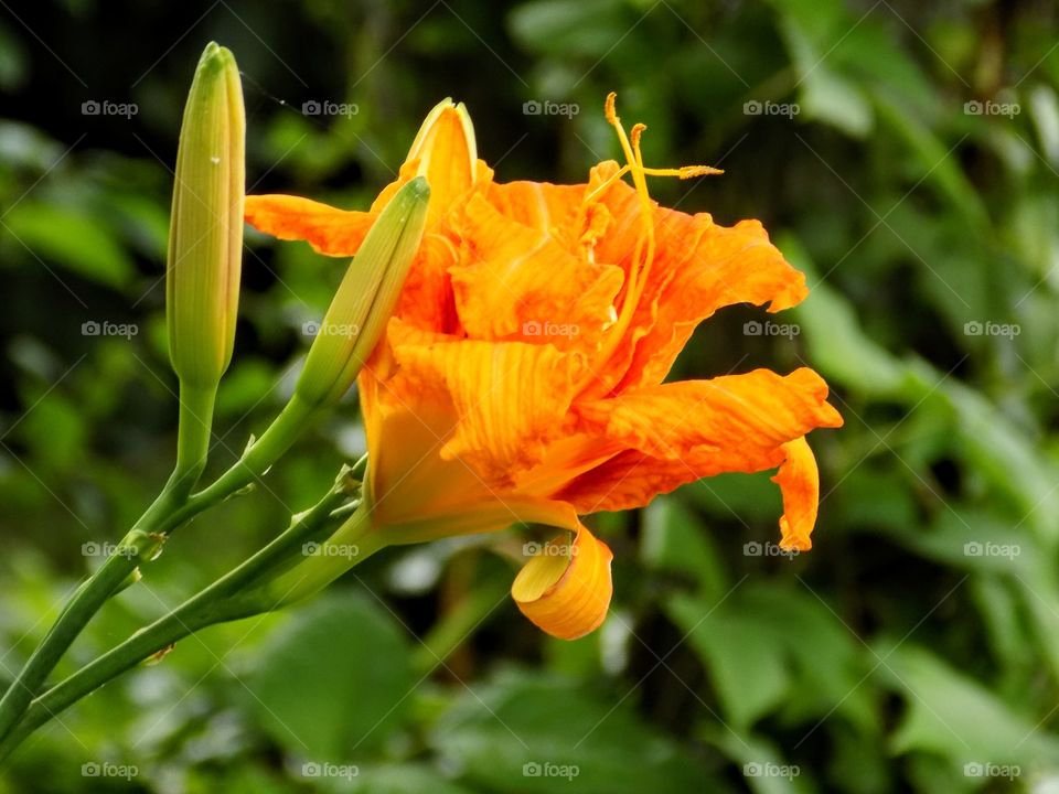 Day lily reaching to the sun