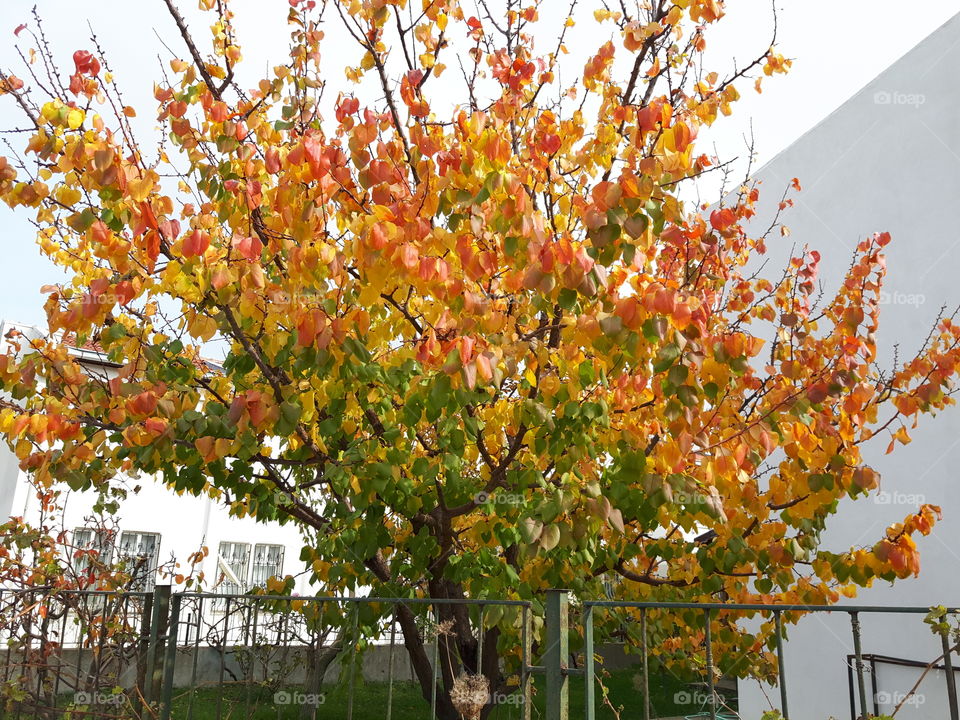 colorful tree