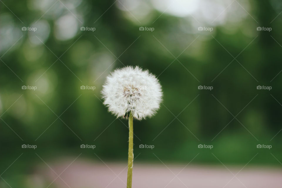 Make a wish. Dandelion with green background 