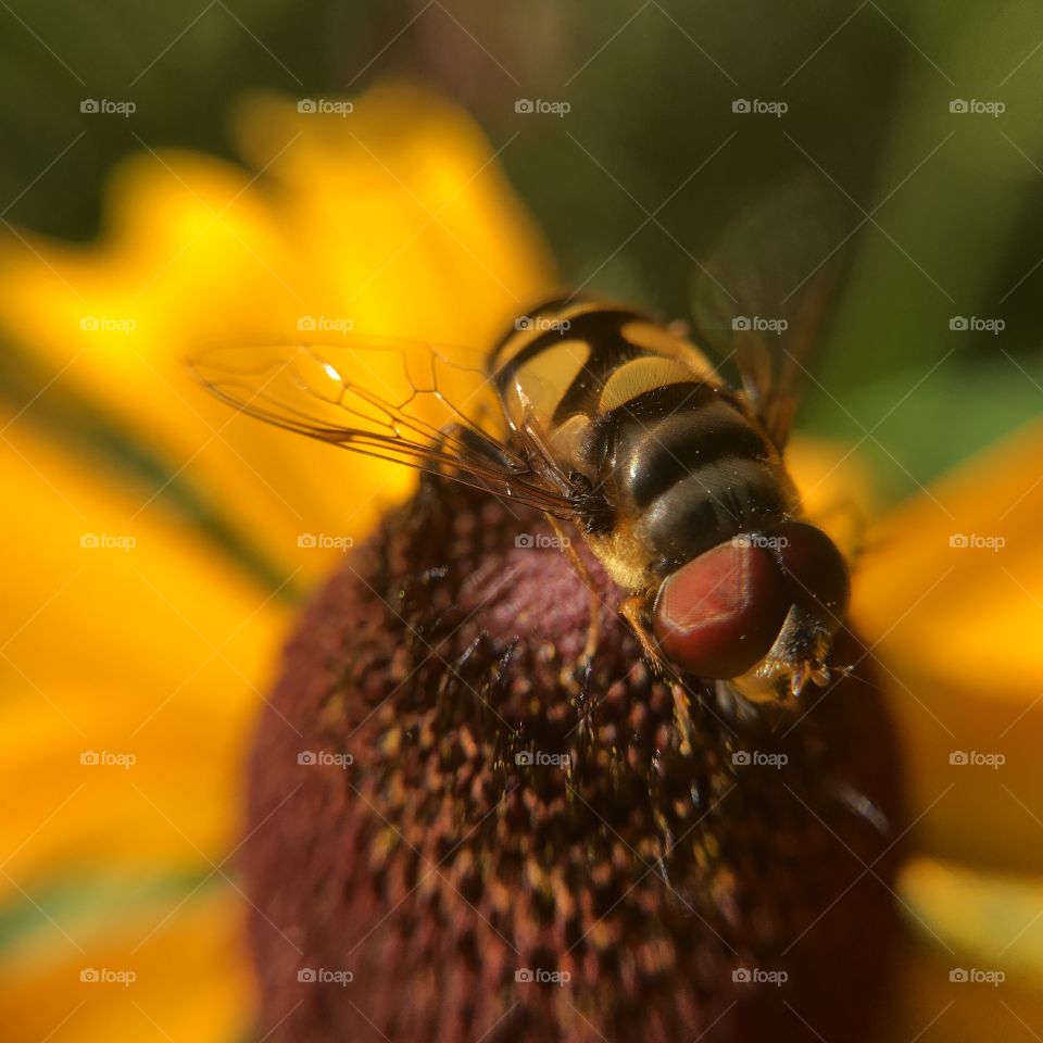 Interesting fly - or is it a bee?