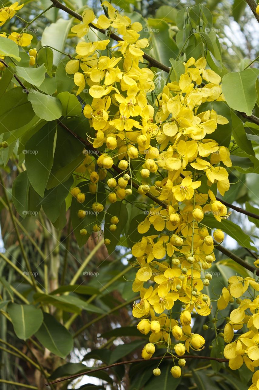 Autumn Yellow Flowers