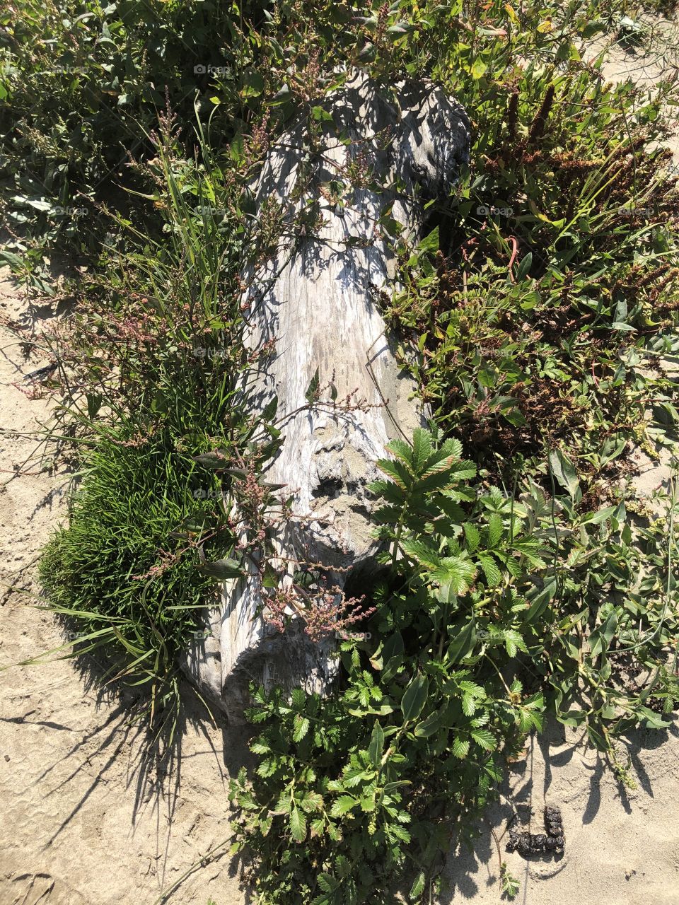 Log and Plants on the Beach