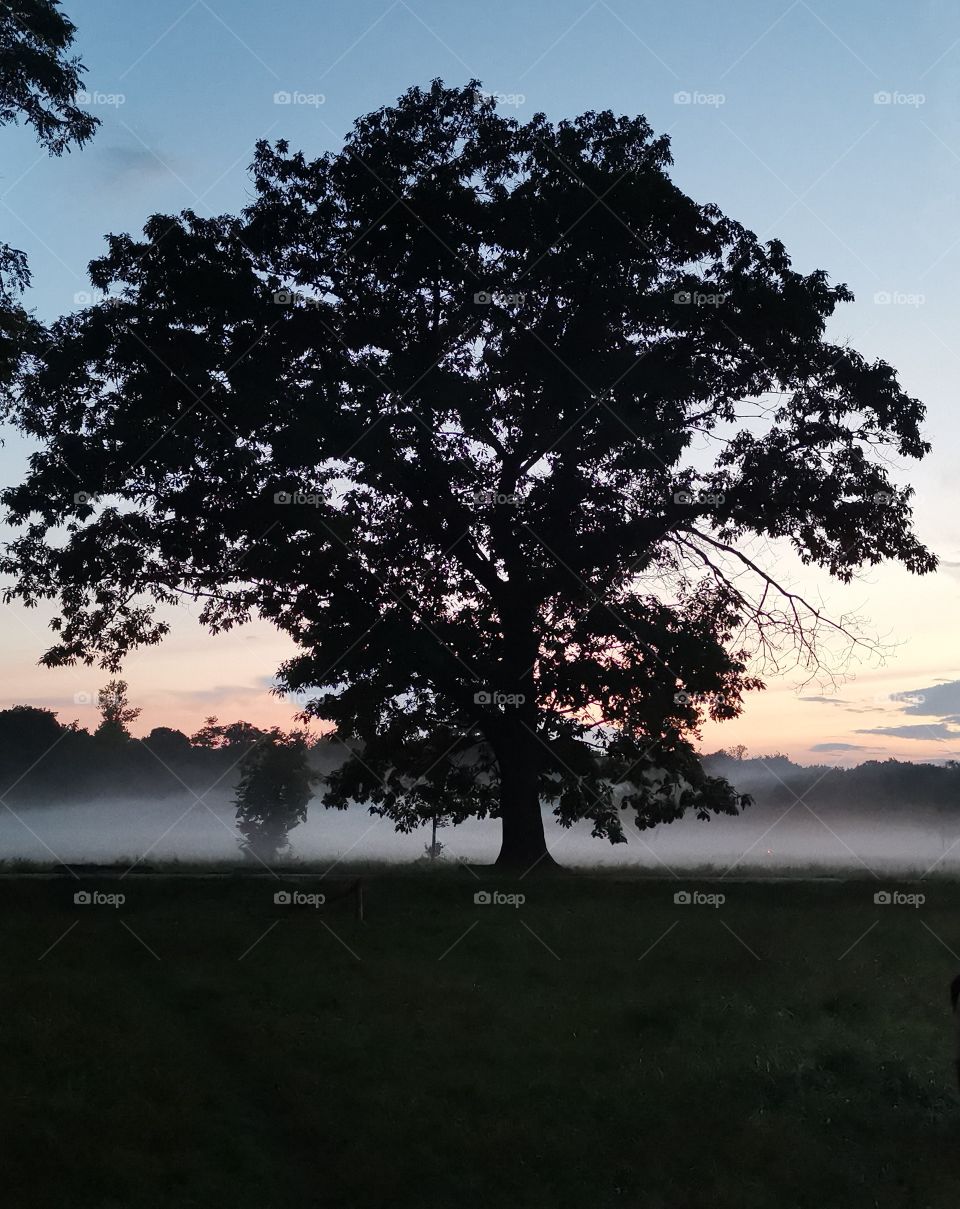Foggy Tree