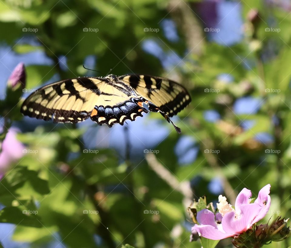 Yellow Tiger Swollowtail