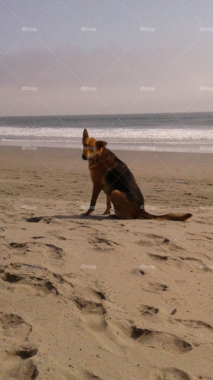 dog on beach, let me run