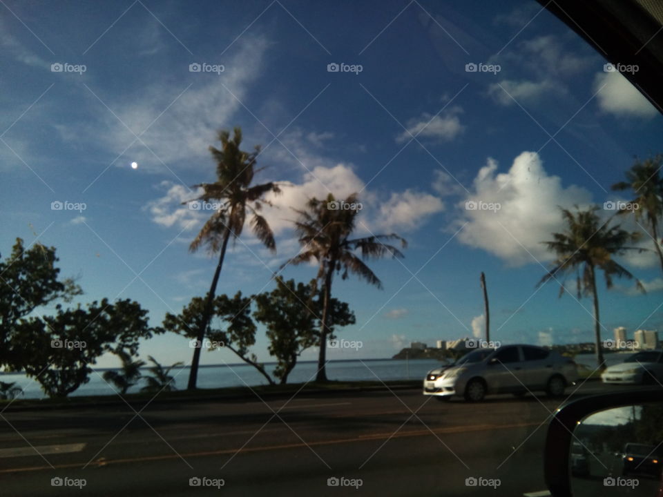 beach car trees