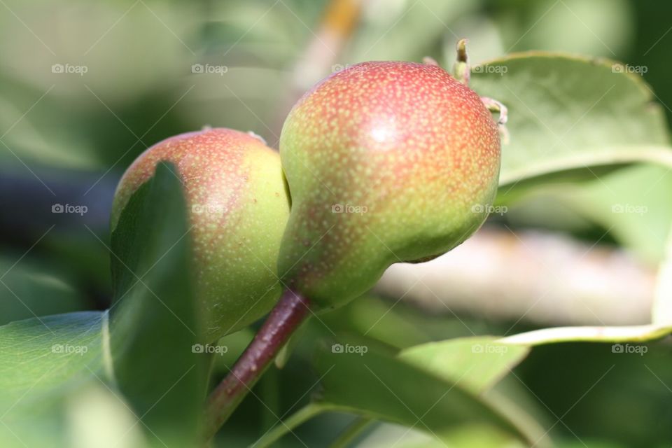 Early Pears 