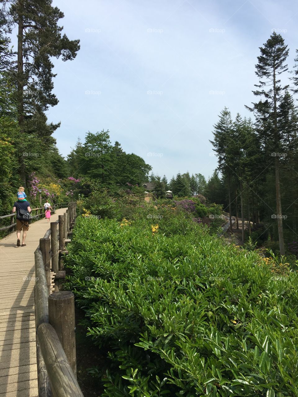 Father carrying daughter on shoulders walking up the azalea walk in Longleat forest