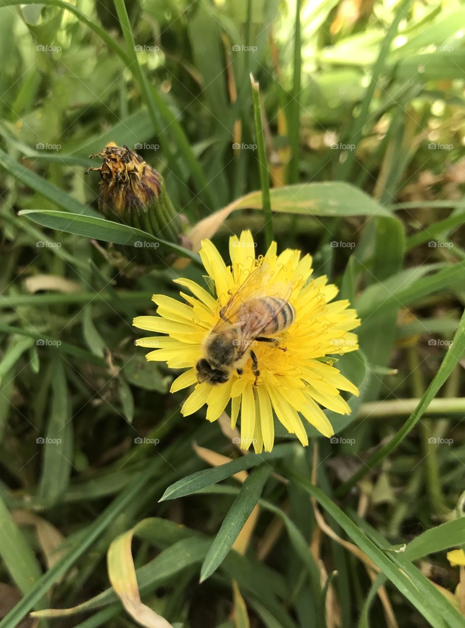 Honey bee doing some hard work. 
