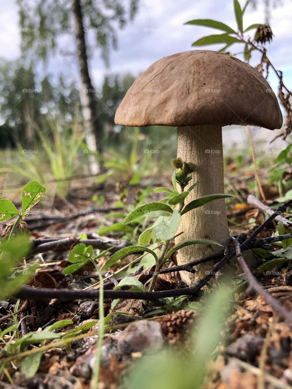 Brown mushroom in the wild