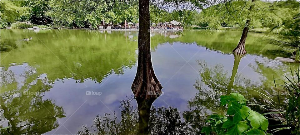 The tree appears to be growing right out of the lake somewhere in the „English Garden“ in „Munich“ or „München“ as the locals call it the old capitol of „Bavaria“. 2022. Hypnotic Productions