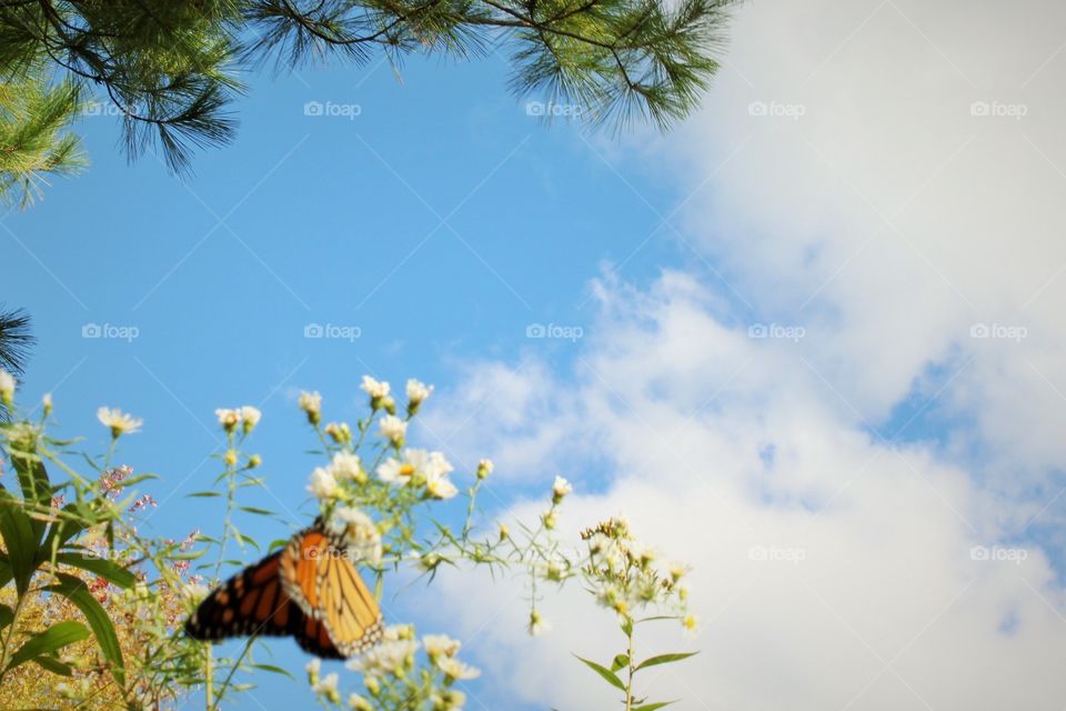 Butterfly . Butterfly eating with the sky in view