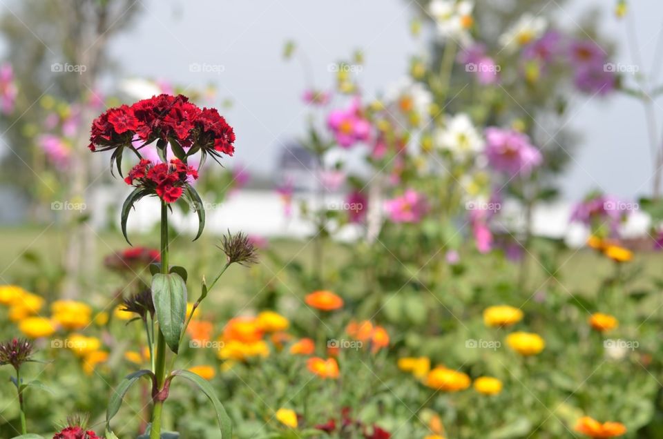 flowers