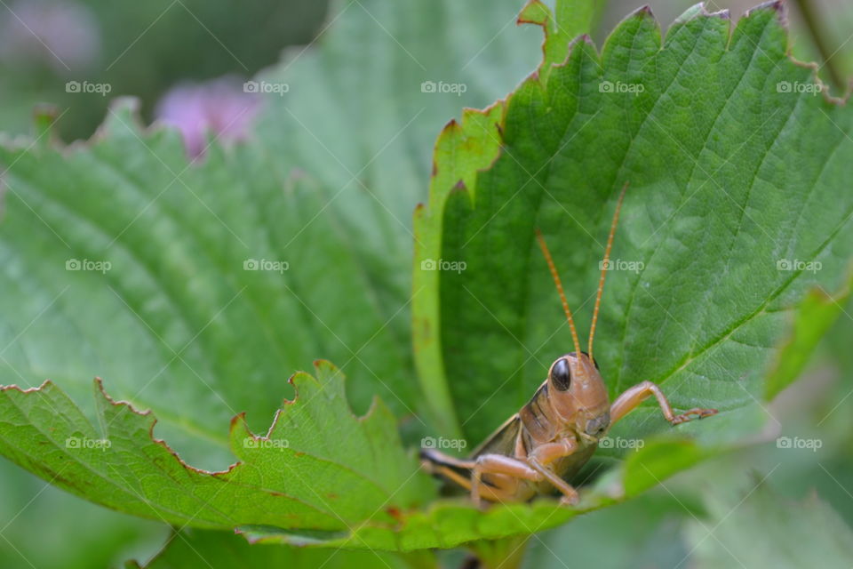 Grasshopper