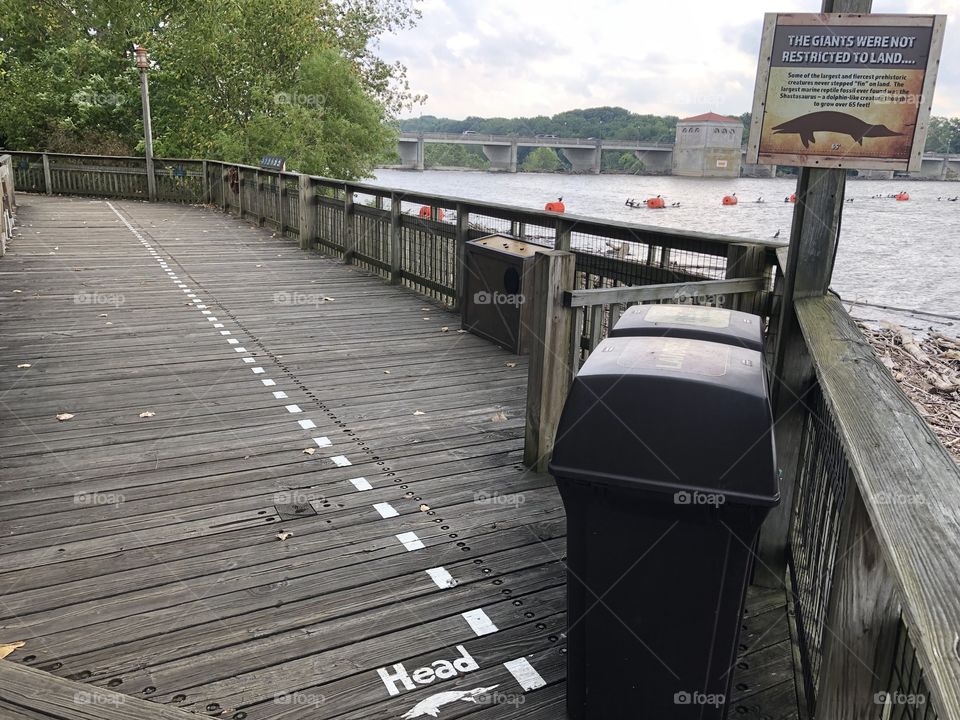 Length of a Shastasaurus