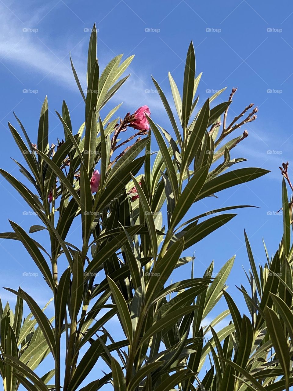 Pink flowers 