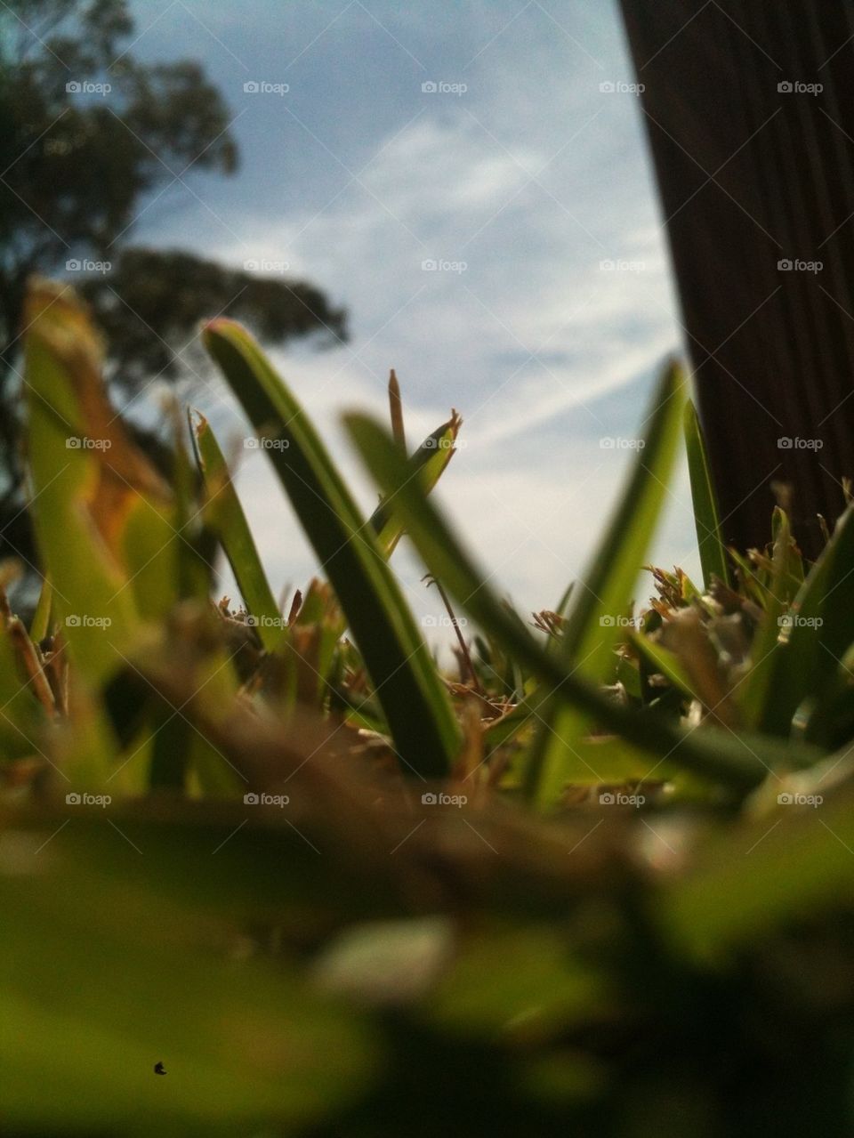 Ant view