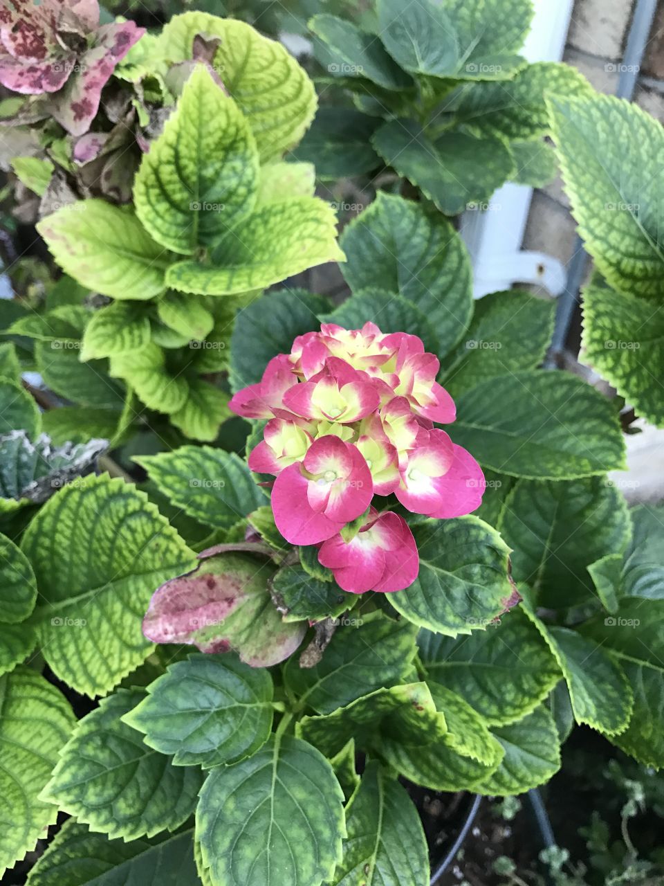 Hydrangea 