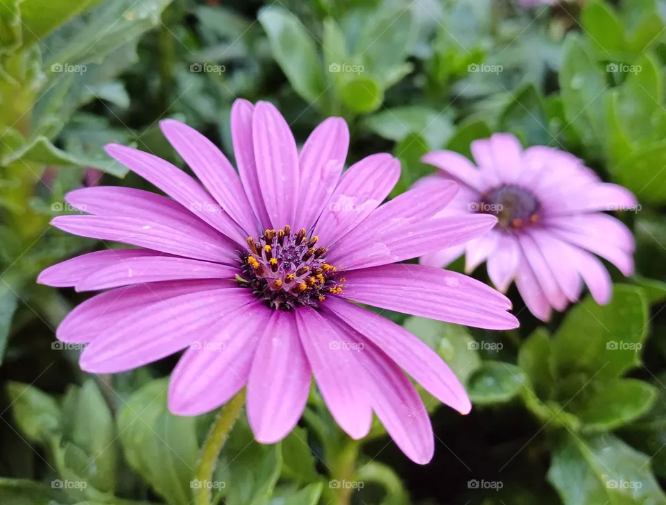 purple flowers