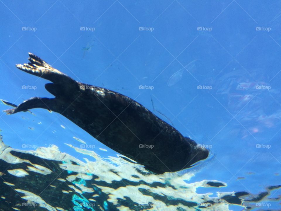 Underwater, No Person, Water, Sea, Swimming