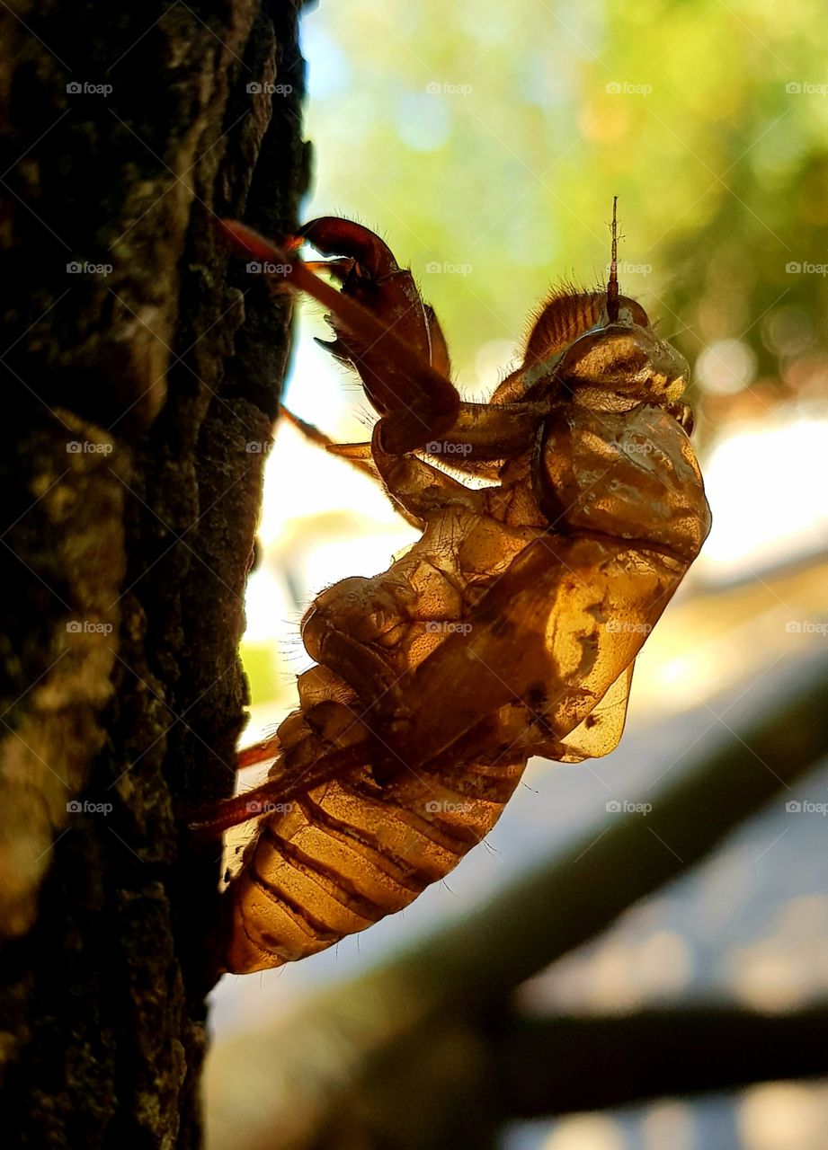 carcass of a cicada