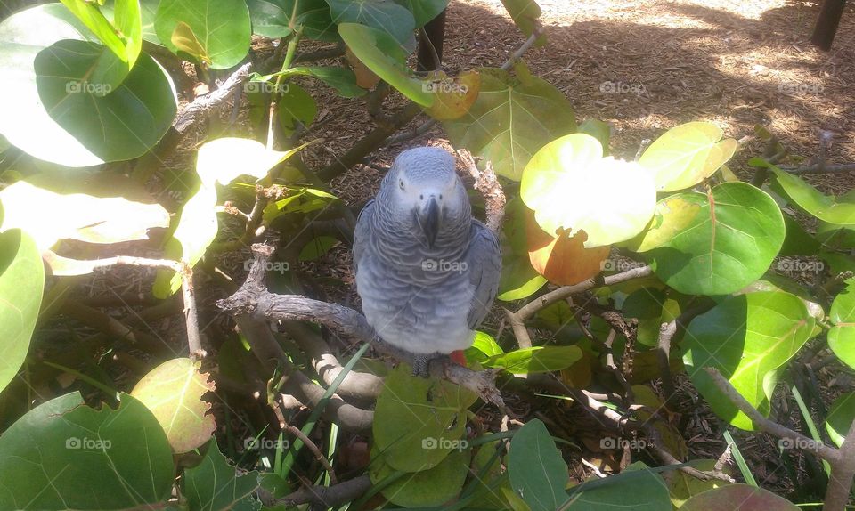 African Gray
