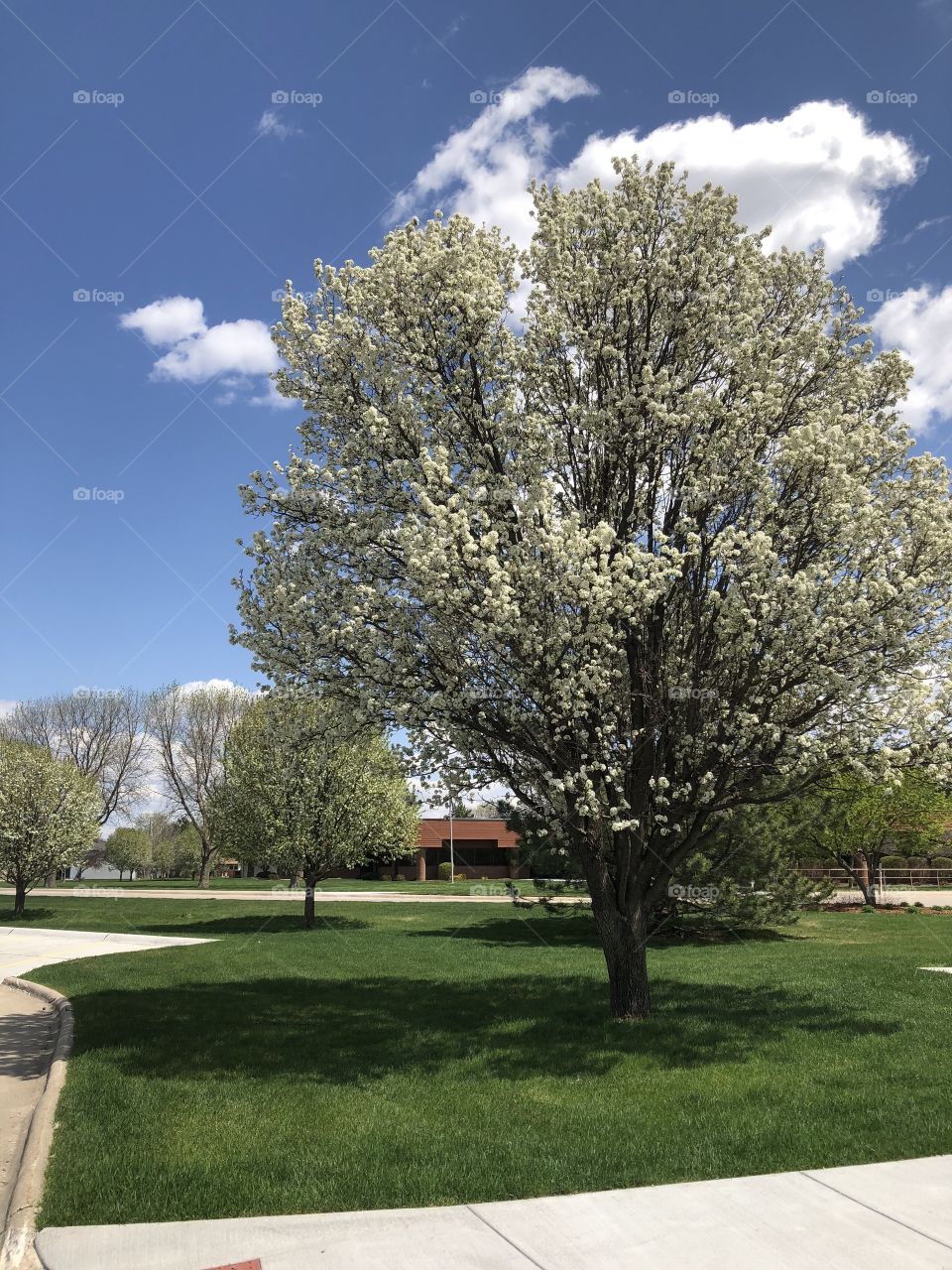 Spring in my neighborhood