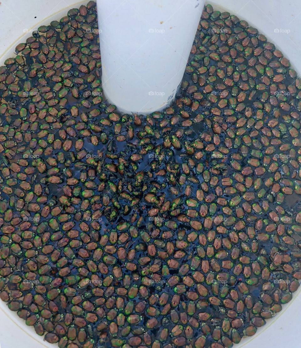Japanese Beetle Water Trap, Japanese Beetle, Japanese Beetle Trap, water, water trap, drown, drowning, PVC, Bucket, Pest, pest, DIY, Prototype, control, kill, destruction, destructive, insect