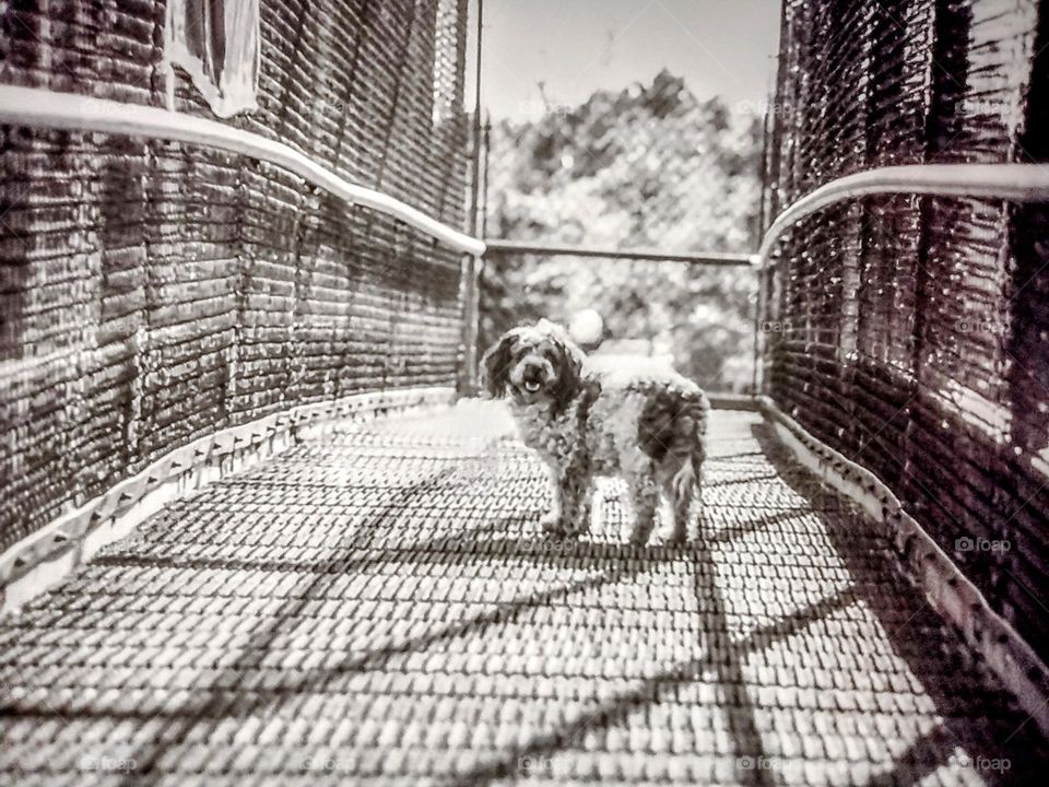 Amy the Dog on Bridge