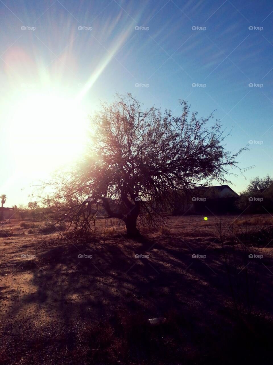 Tree in the Morning Sun