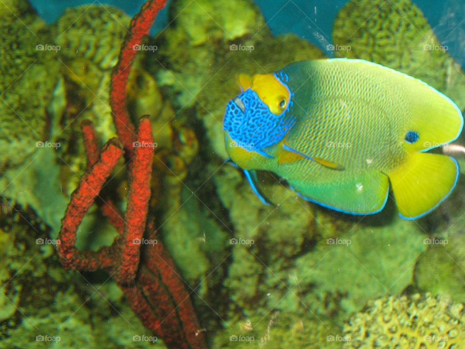 Underwater Color