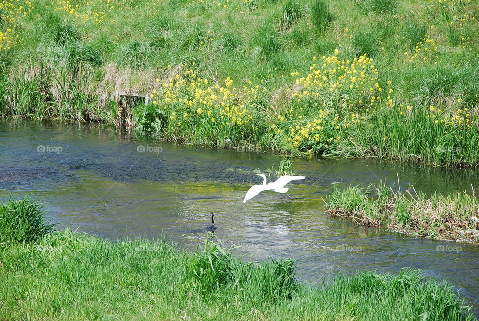 Flying egret above the river