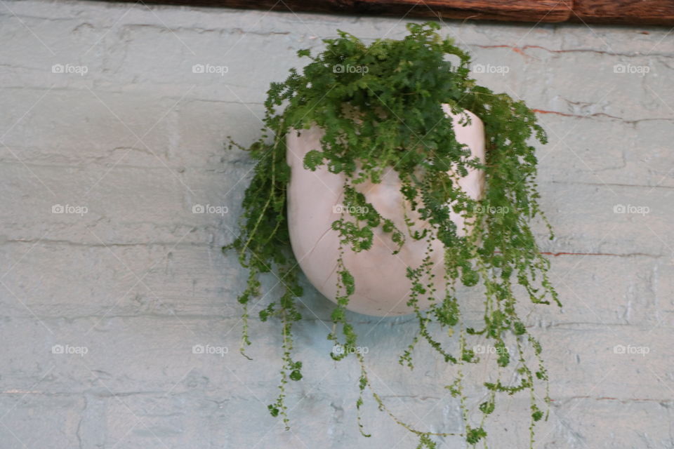 Pot on a wall