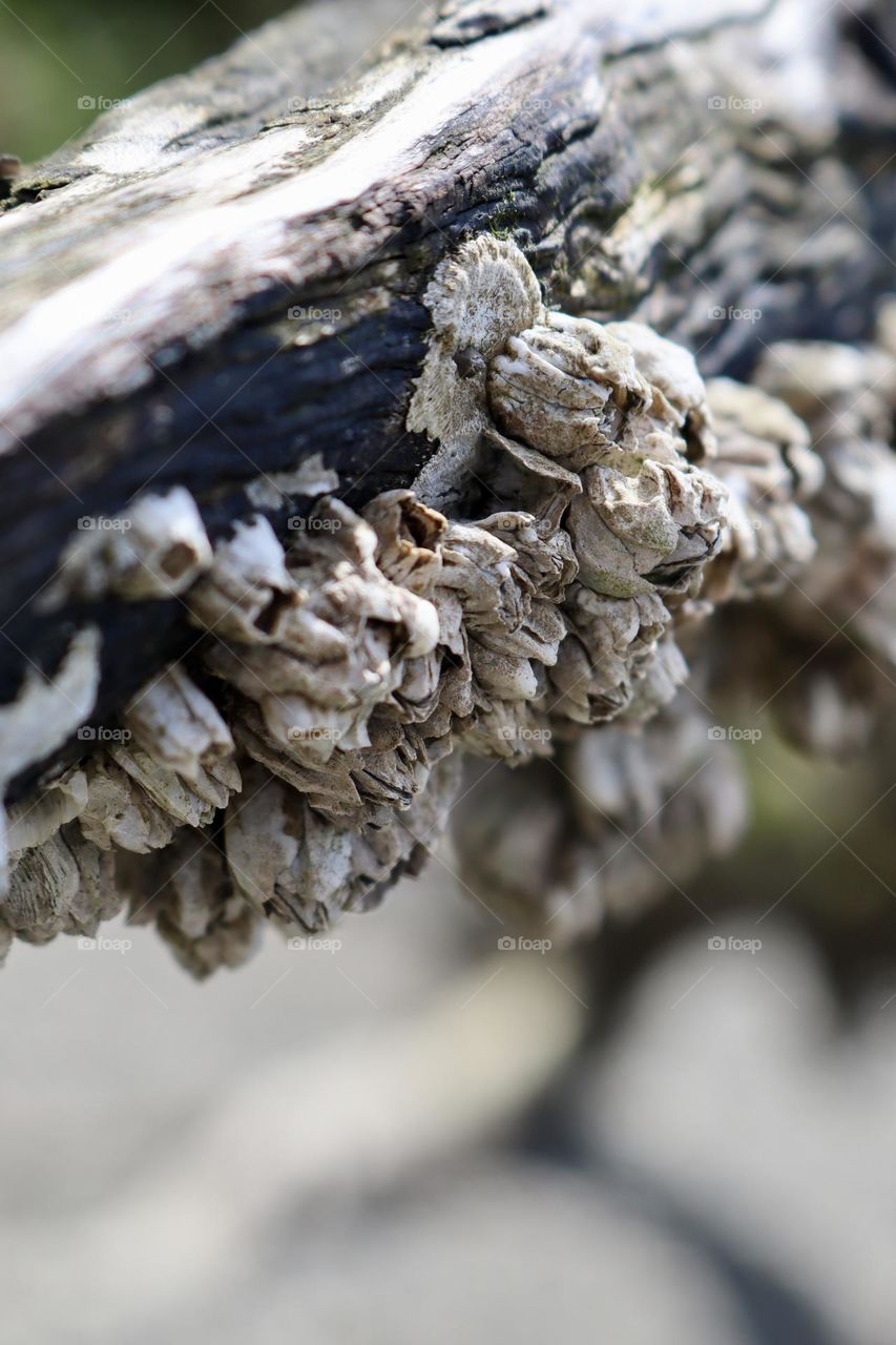 A collection of barnacles have made their home on a piece of driftwood at Titlow Beach, Washington 