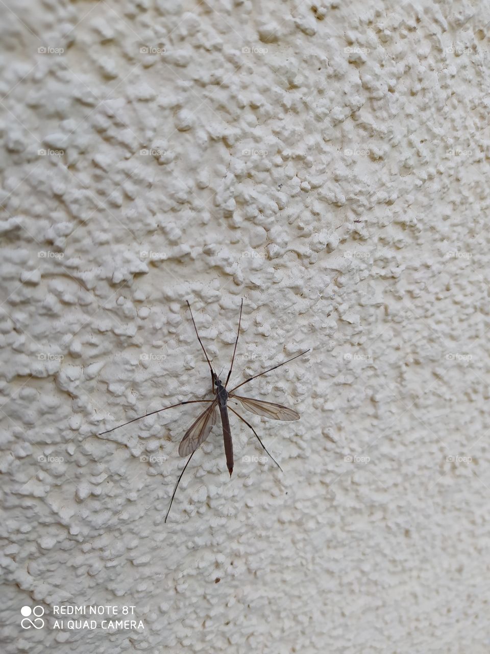 mosquito