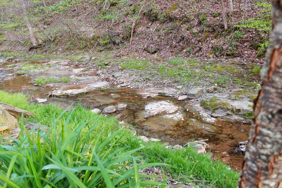 Nature, Wood, Leaf, Flora, Grass
