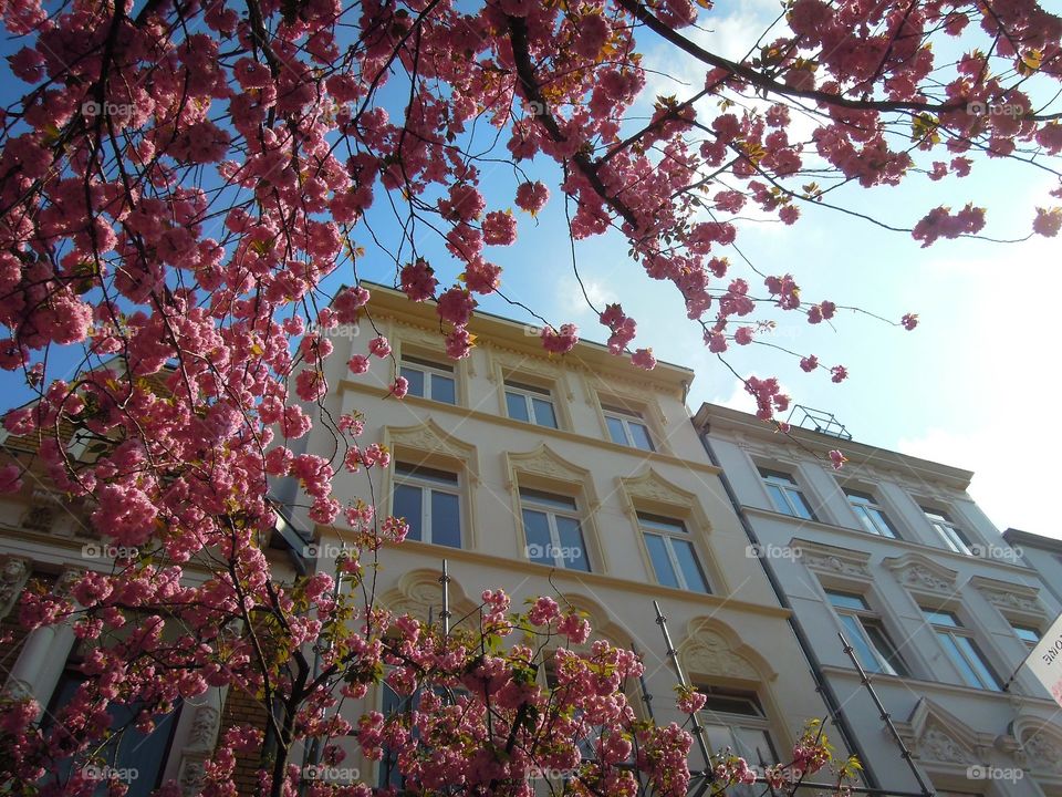 Kirschblüten