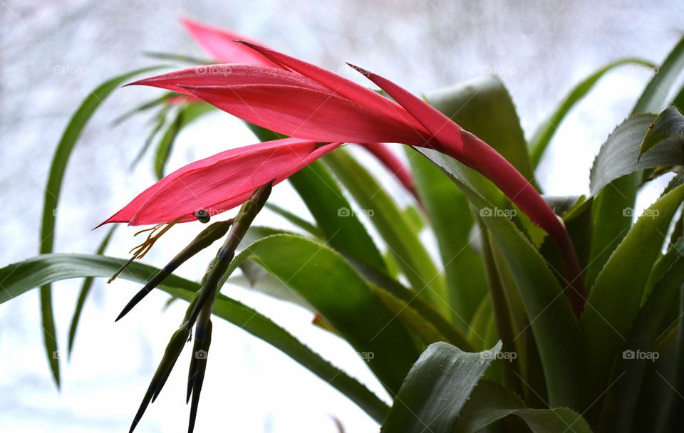 red flower bromeliad house plants blooming