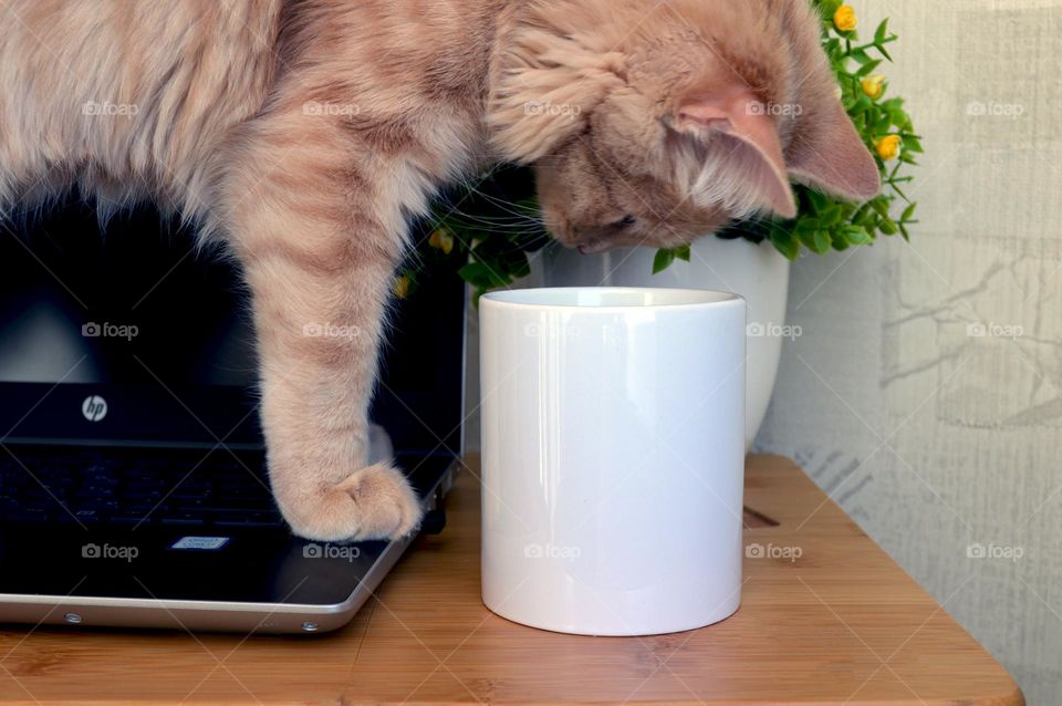 White ceramic cup for applying image and photo