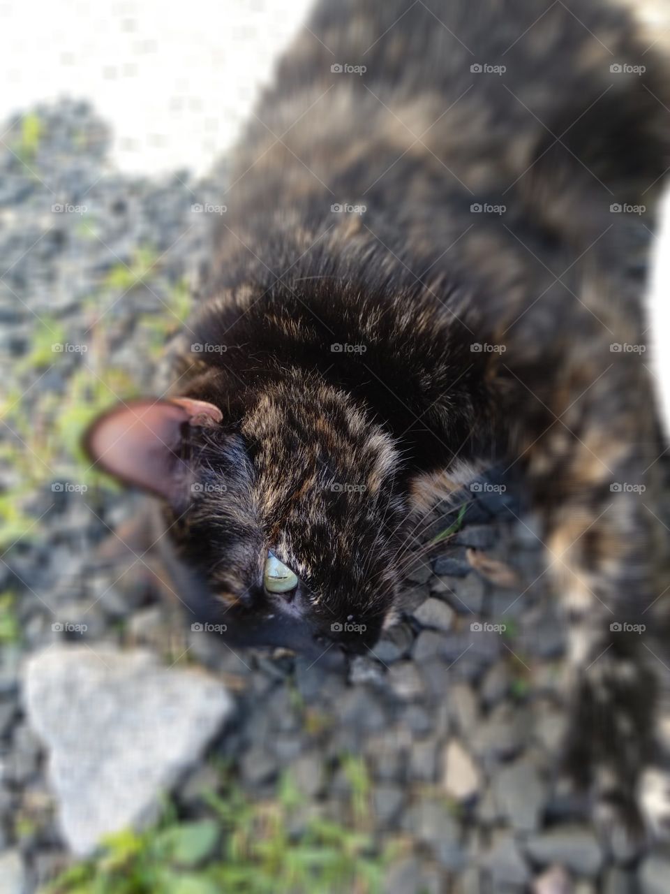 Pretty cat lying in rocks on catio